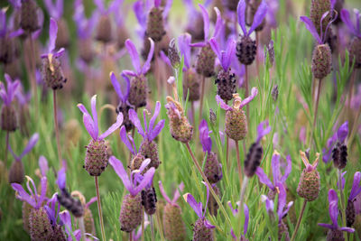 Close-up of purple flowering plants on field