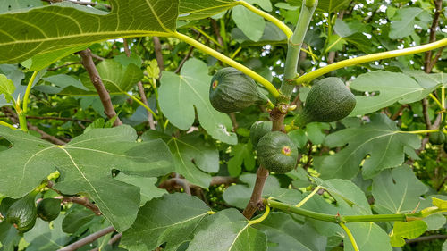 Close-up of fruits growing on tree