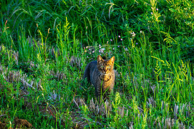 Portrait of a cat on land