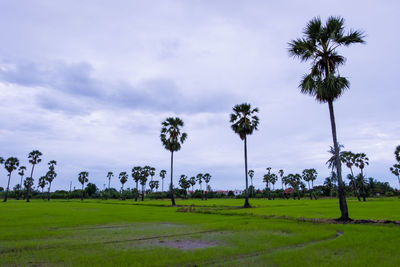 Palm trees on field against sky