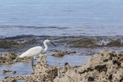 Egret on the beach