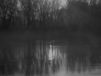 Reflection of trees in water