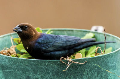 Foraging in a bowl