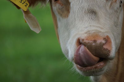 Close-up of cow