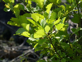 High angle view of leaves on tree