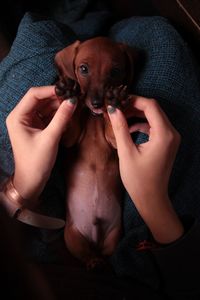 Portrait of puppy sitting on blanket