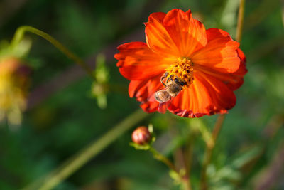 Close-up of bee pollinating on red flower