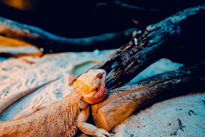 Close-up of frog on rock