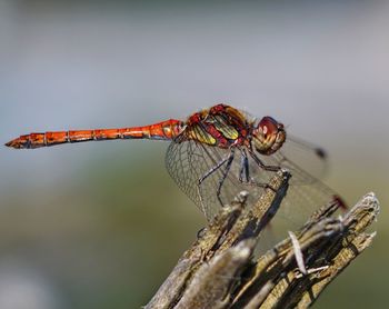 Close-up of dragonfly on twig