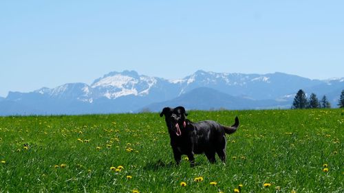 Stephanskirchen , sophie, bayern, alpen 