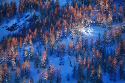 Trees in forest during winter