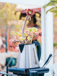 Close-up of succulent plant in old coffee maker