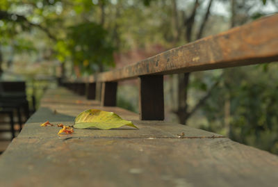 Surface level of lizard on bridge