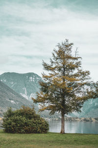 Tree by lake against sky