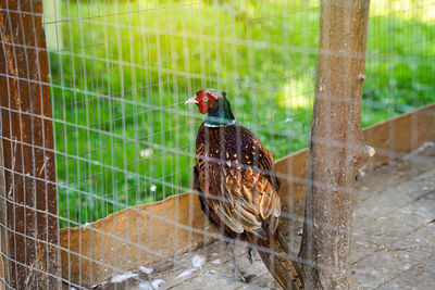 Wild mutant common pheasant without neck collar - phasianus colchicus lchicus. 