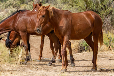 Horses standing in a field