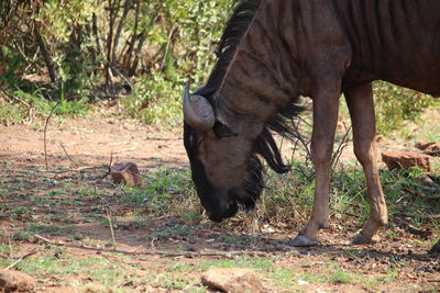 Close-up of elephant in field