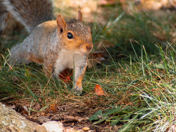 Close-up of squirrel on field