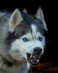 Close-up of dog snarling while standing outdoors