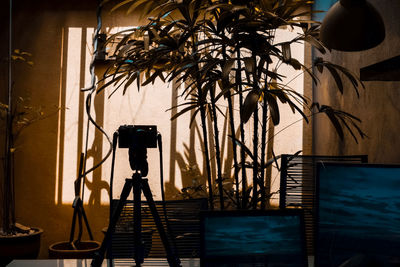 Camera on tripod against plants at home