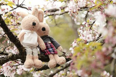 Flowers growing on tree