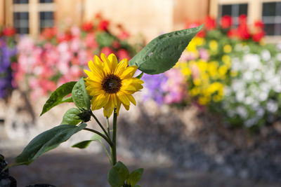 Close-up of yellow flowering plant