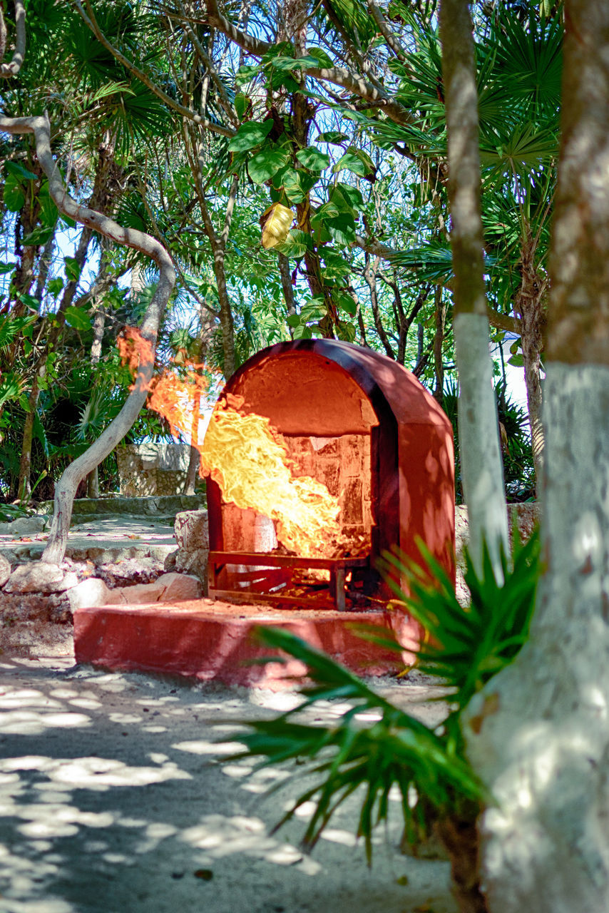 POTTED PLANT AGAINST TREES AND FIRE