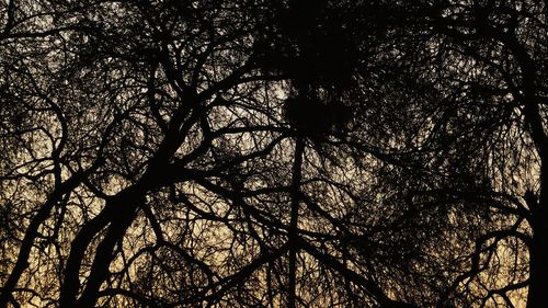 Low angle view of silhouette tree against sky