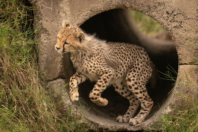 Cheetah cub jumping from pipe