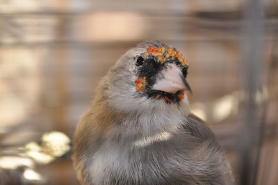 Close-up of a bird looking away