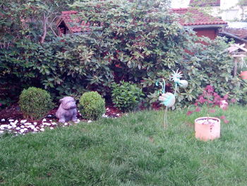 Flowers growing in grass