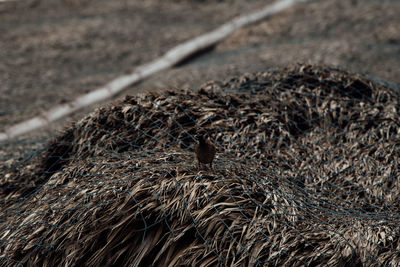 High angle view of bird in nest