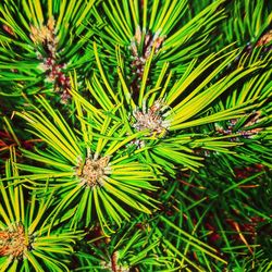 High angle view of insect on plant