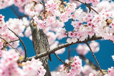 Bird perching amidst cherry blossoms on tree branches