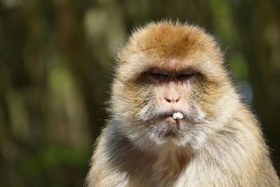 Portrait of monkey