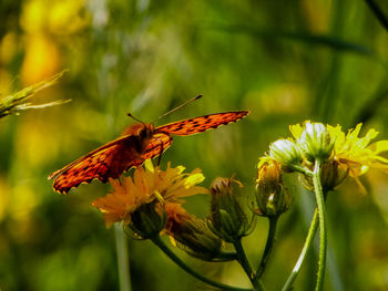 Close-up of butterfly pollinating on flower