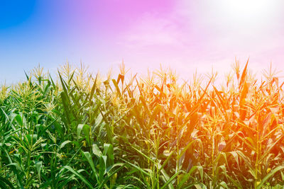 Close-up of crops growing on field against bright sky