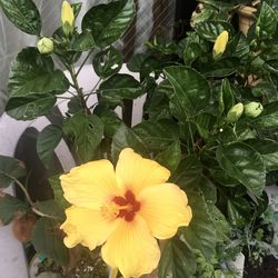 Close-up of yellow flowering plant
