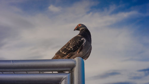 Low angle view of bird perching on railing against sky