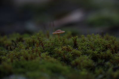 Close-up of mushroom growing on field