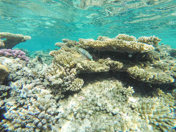 View of coral swimming in sea