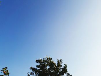 Low angle view of tree against blue sky