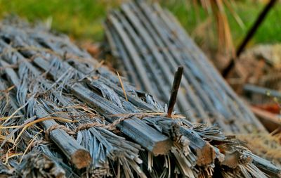 Close-up of damaged palm tree branches on field