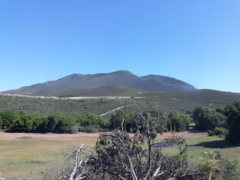 Scenic view of field against clear blue sky