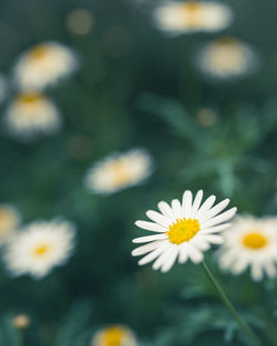 Close-up of white daisy