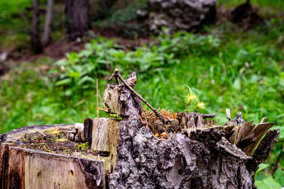 Close-up of insect on tree stump