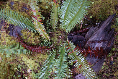 High angle view of plants growing on land