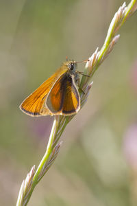 Close-up of butterfly pollinating on flower