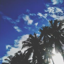 Low angle view of coconut palm trees against blue sky