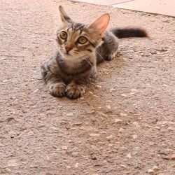 High angle portrait of cat sitting outdoors